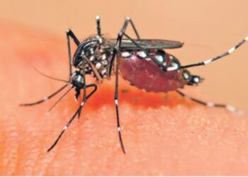 Salud emite alerta sanitaria por incremento de casos de dengue