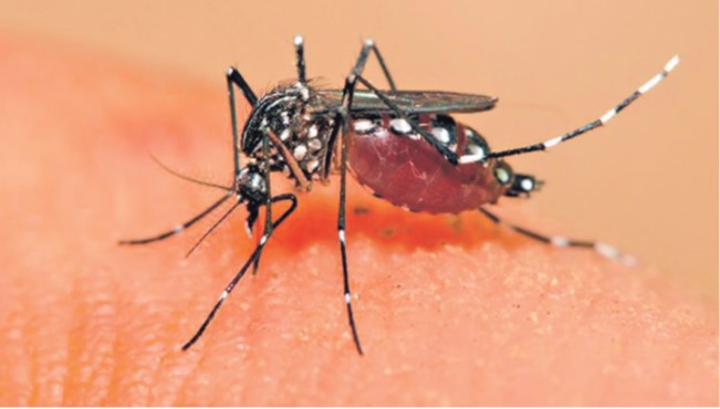 Salud emite alerta sanitaria por incremento de casos de dengue