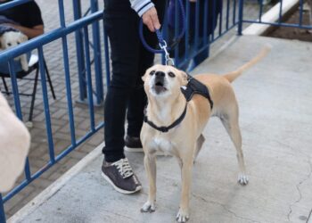 Escazú en paso crucial hacia el bienestar animal y la responsabilidad ciudadana con castraciones