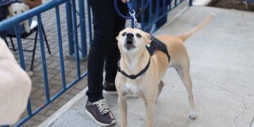 Escazú en paso crucial hacia el bienestar animal y la responsabilidad ciudadana con castraciones